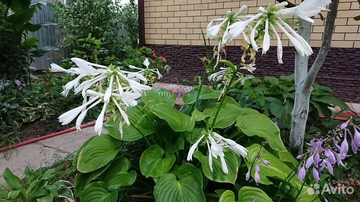 Гибискус, хоста