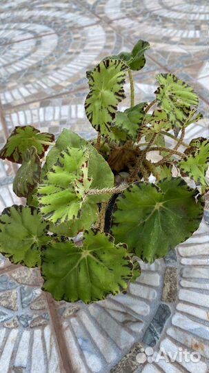 Бегония тигровая