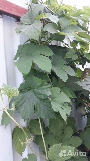 Растения для сада