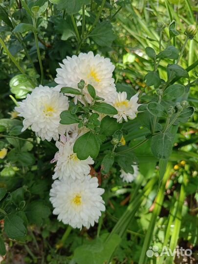 Дубочки цветы от 50руб