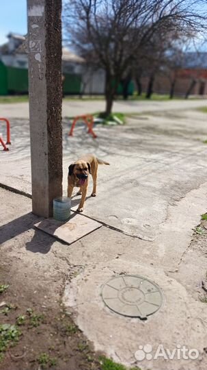 Собака