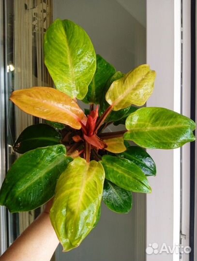 Филодендрон Блэк кардинал