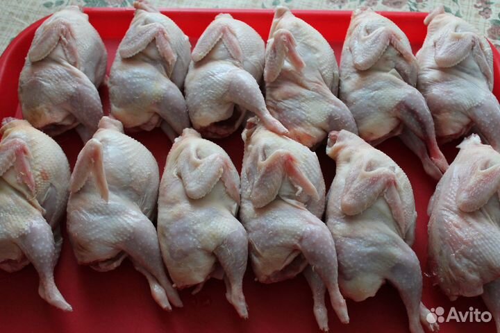 Перепела техасец