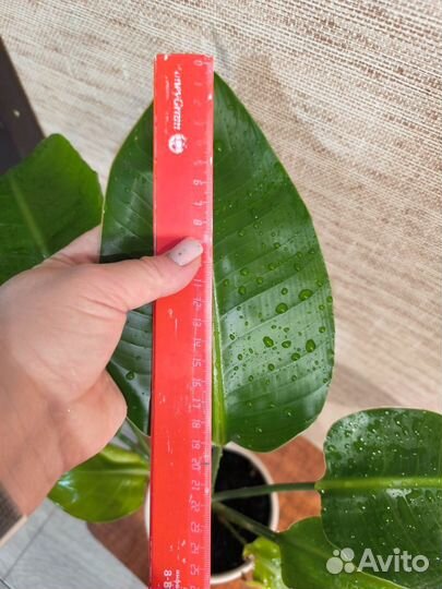 Стрелиция николая