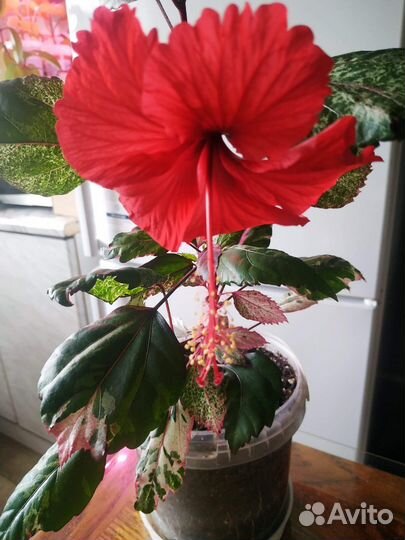 Гибискус комнатный снежная королева