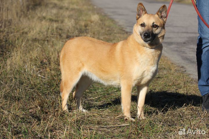 Собака Рыжуля