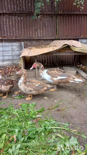 Мускусные утки индоутки индоутята