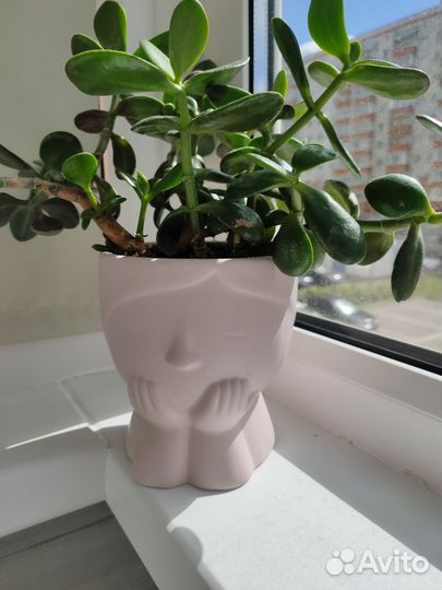 Денежное дерево толстянка