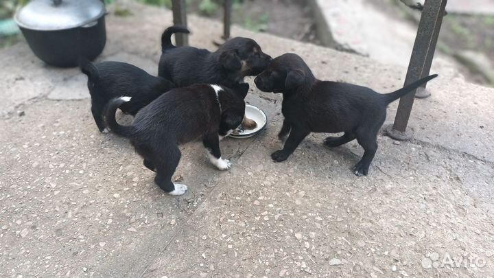 Щенки дворняжки