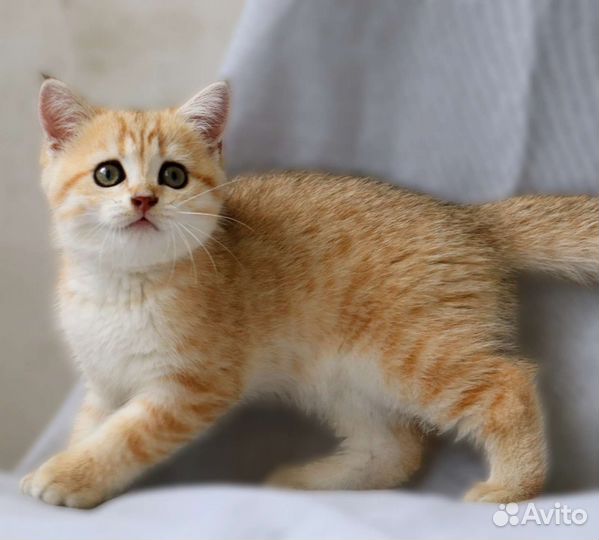 Шотландский золотой мальчик ny 24