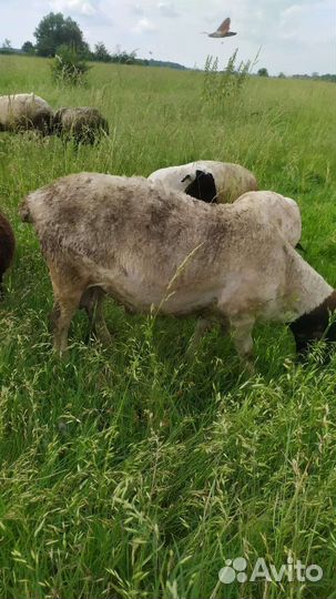 Овцы бараны ягнята