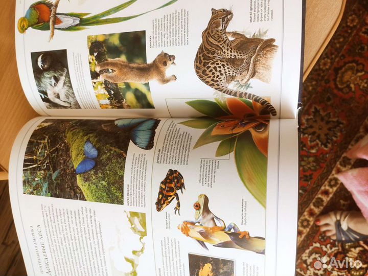 Книга энциклопедия