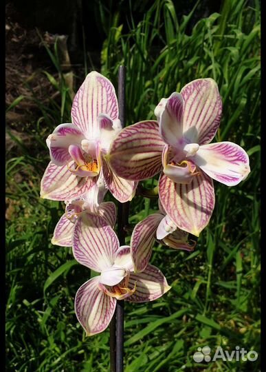 Орхидея Торино, бабулетка