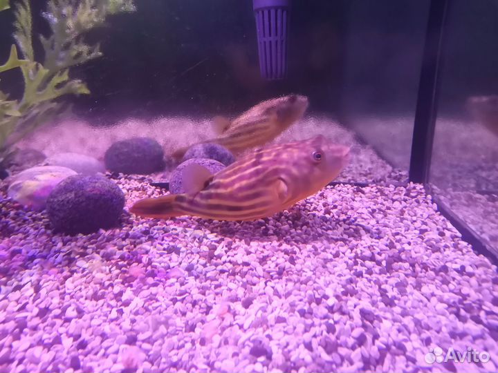 Тетрадон Фахака