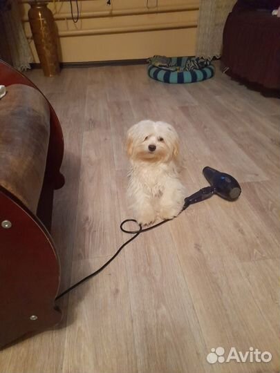 Мальтезе вязка