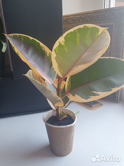 Комнатные растения, Фикус