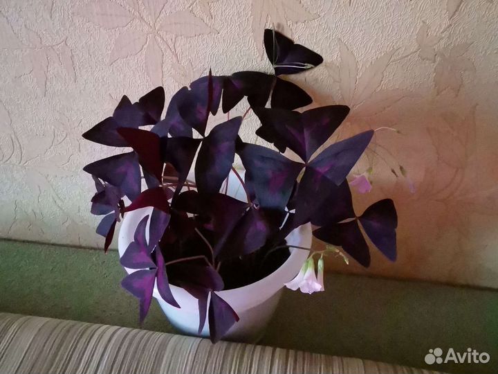 Кислица оксалис