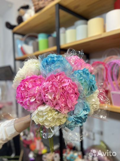 Гортензия:Свежее поступление