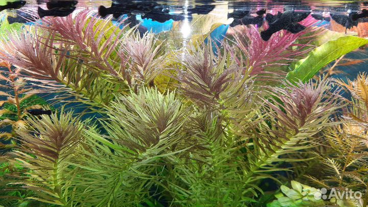 Аквариумные растения