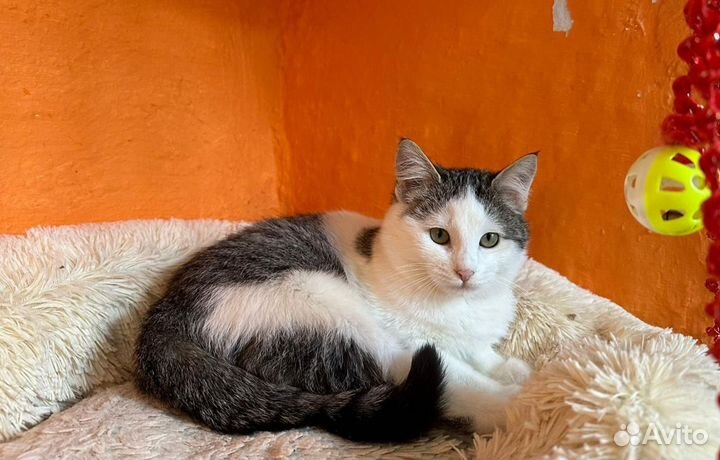 Котенок Плюшка (девочка)