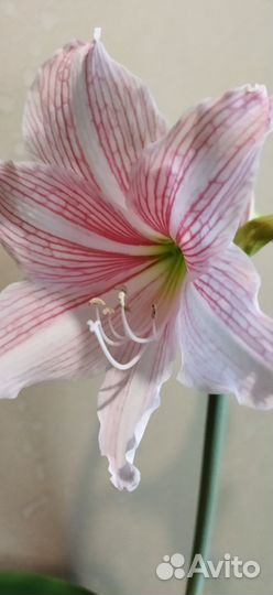 Гиппиаструм варьегатный, редкое растение