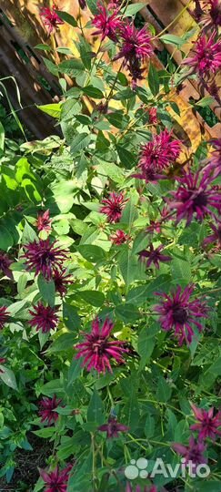 Садовые цветы