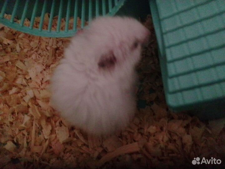 Джунгарский хомяк с клеткой