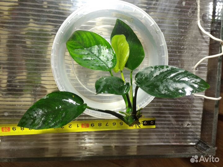 Аквариумные растения