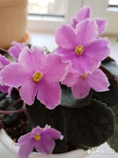 Фиалки цветущие в горшке