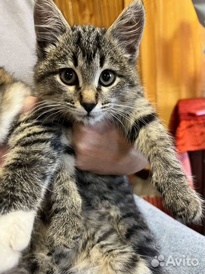 Котенок смешанный