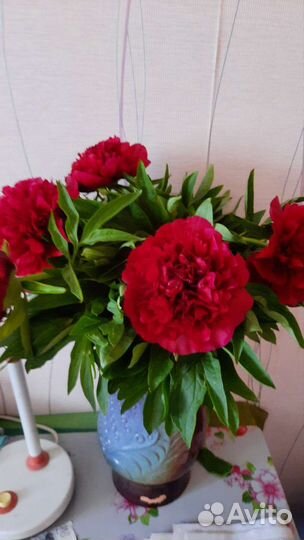 Корни красного пиона