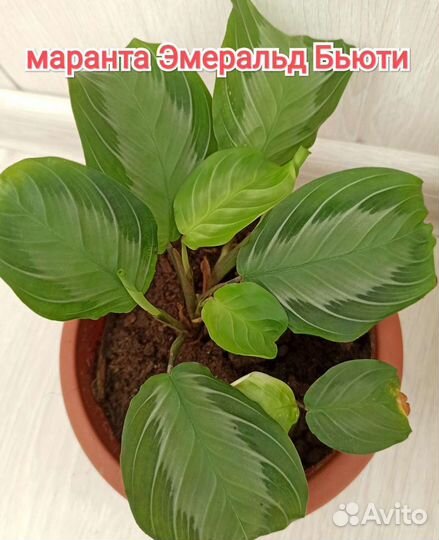 Маранта массанжа и другие