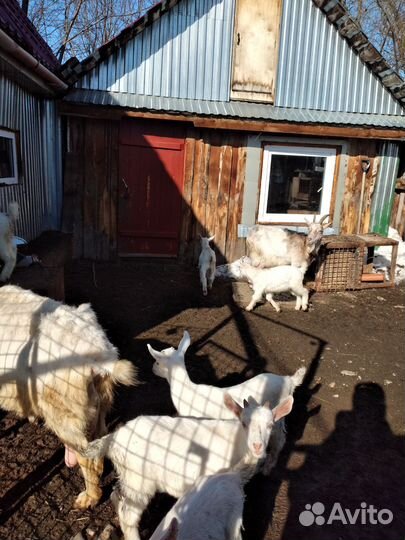 Козочки зааненские