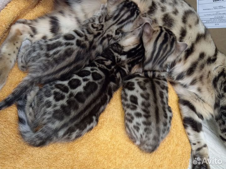 Бенгальские котята