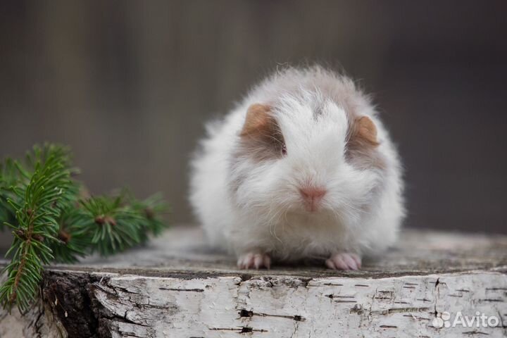 Швейцарский тедди