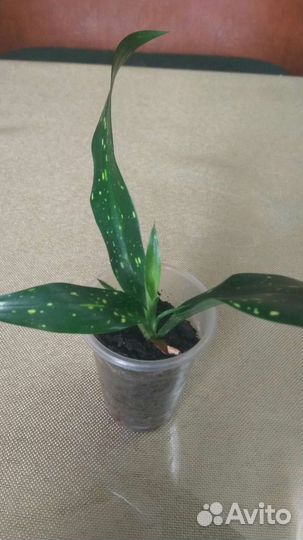 Сансевиерии