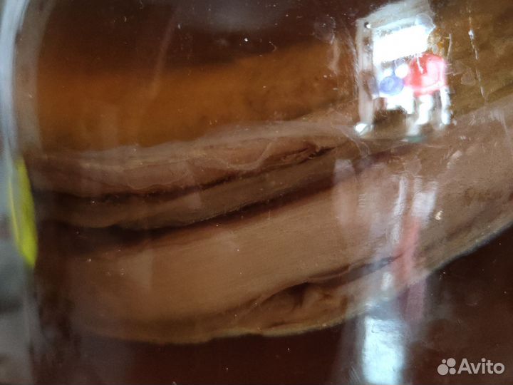 Чайный гриб комбуча