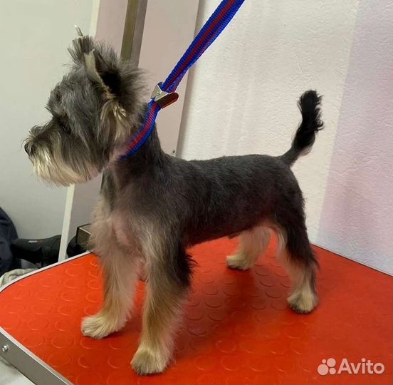 Курсы обучение грумингу в Тюмени с 17 августа