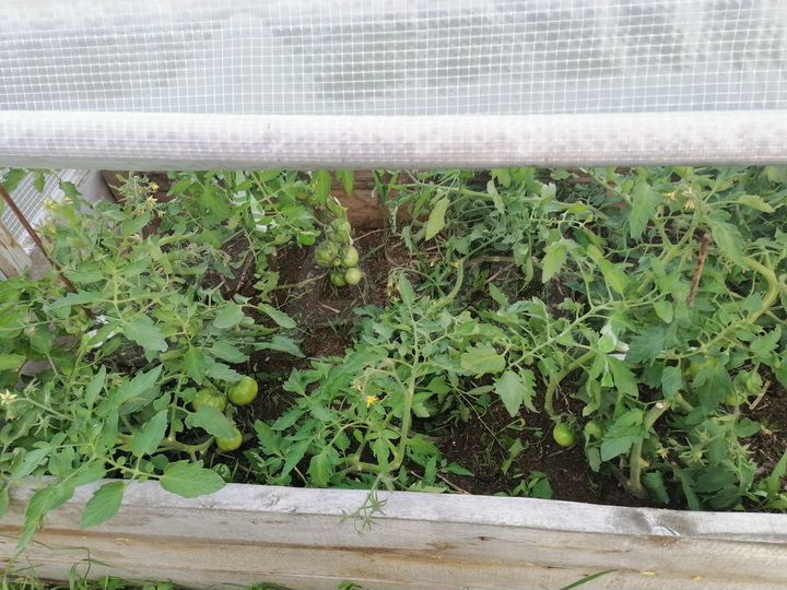 Участок 49 сот. (СНТ, ДНП)