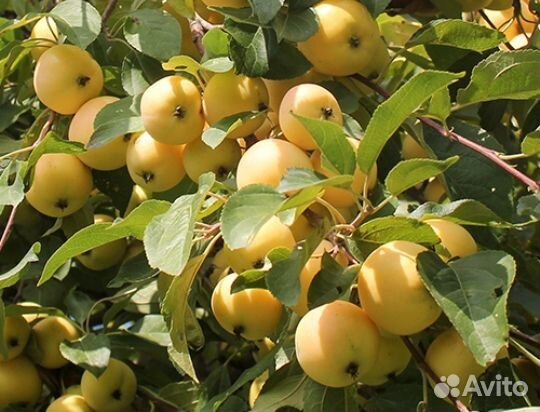 Яблоня Уральское наливное