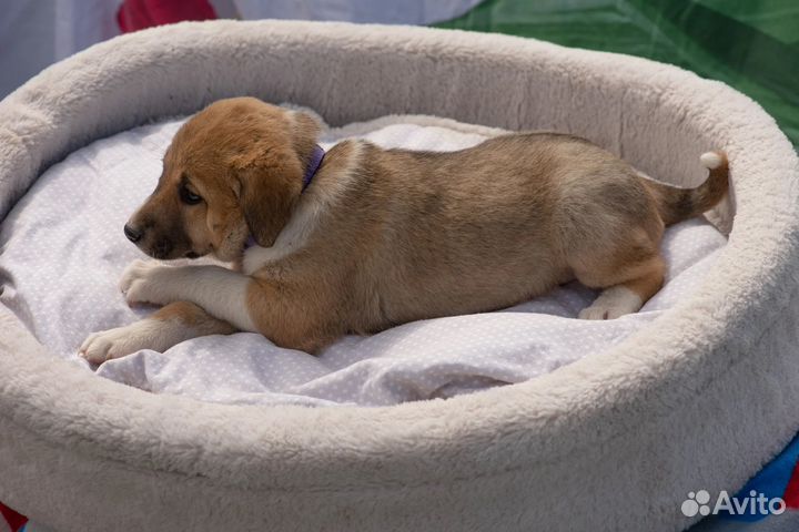 Щенок в добрые руки бесплатно