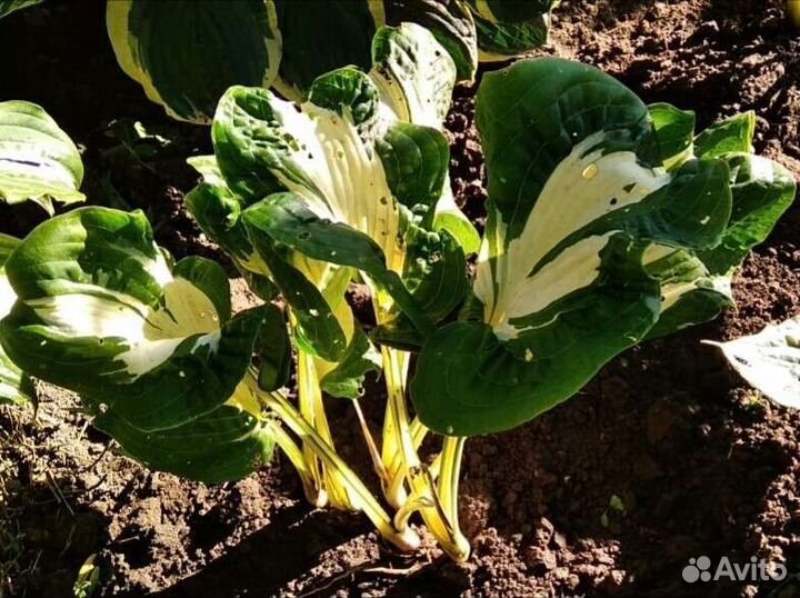 Хосты из сада (более 300 сортов )