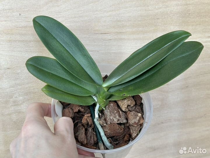 Фаленопсис Phal. Yaphon pink bee es2