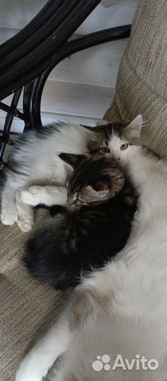 Котята