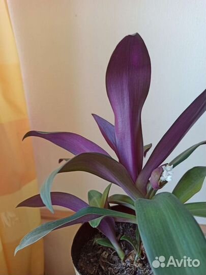 Традесканция Рео, ладья Моисея