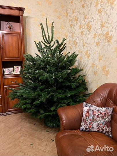 Пихта Нордмана Премиум Новогодняя
