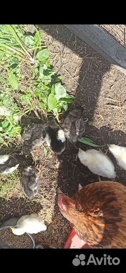 Домашняя птица цыплята с квочкой