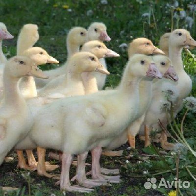 Гусята. Гуси