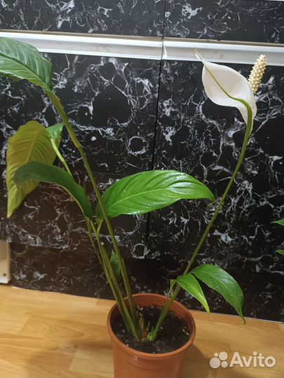 Спатифиллум