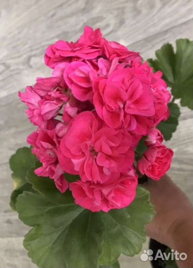 Пеларгония герань сортовая,черенки,70 сортов